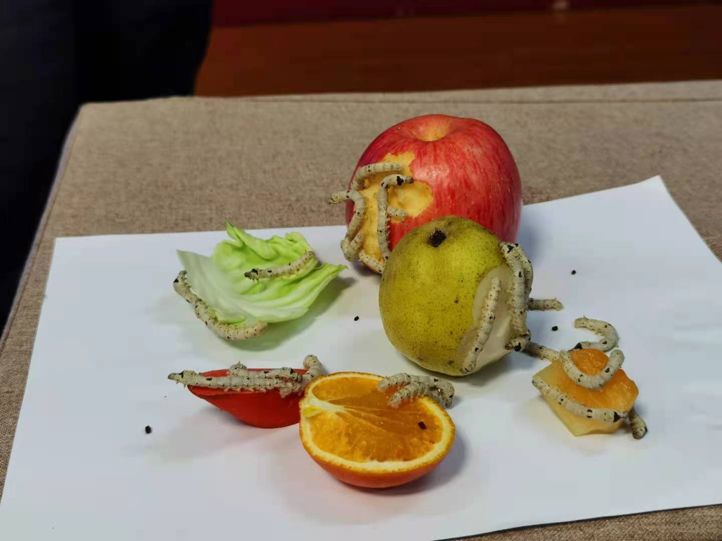 吃苹果的蚕宝宝系列课程——蚕为什么喜欢吃桑叶