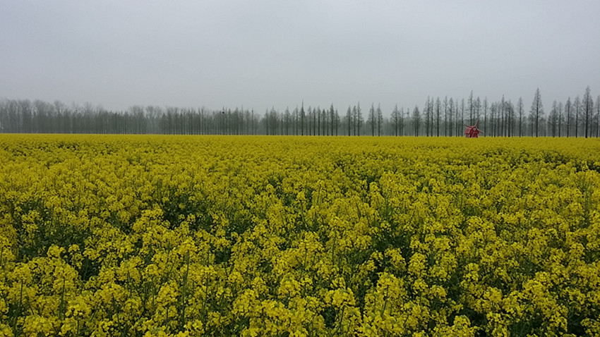 崇明千亩油菜花,金灿灿的真好看.