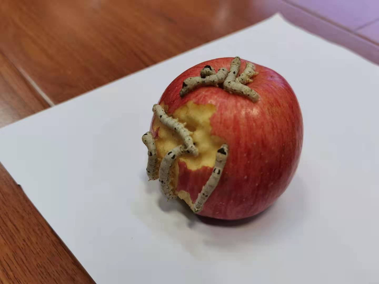 吃苹果的蚕宝宝系列课程——蚕桑文化