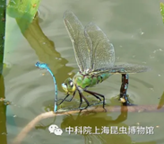 9月21日9点10至11点30空中霸主——蜻蜓