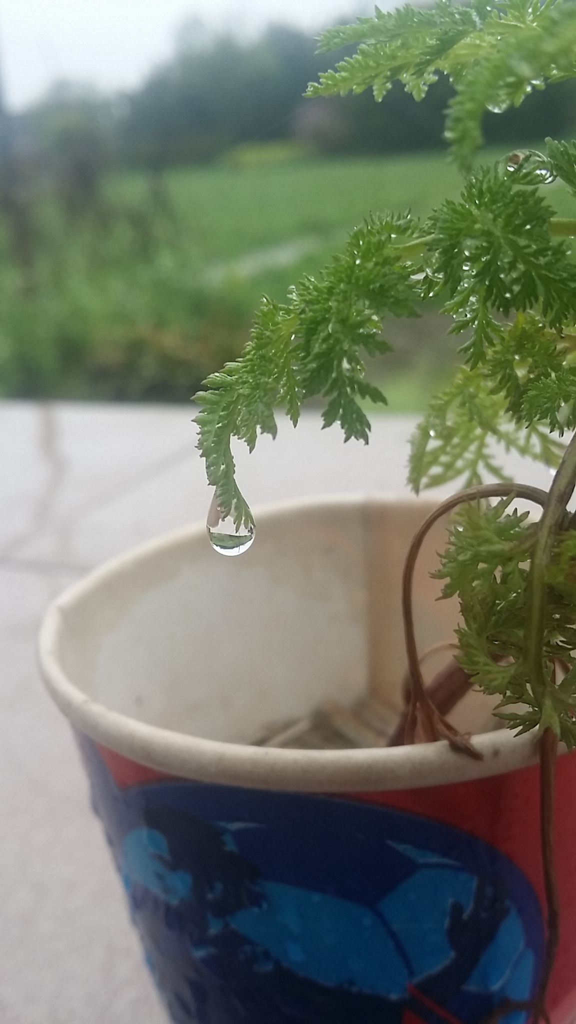 小草带着雨露的图片图片