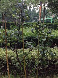 shangcaifuzhong 0050.JPG