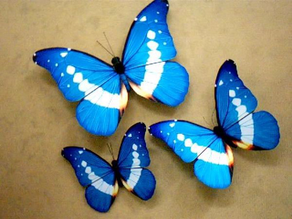 (光明女神蝶 morpho helena (海倫娜閃蝶,藍色多瑙河蝶),是世界上最